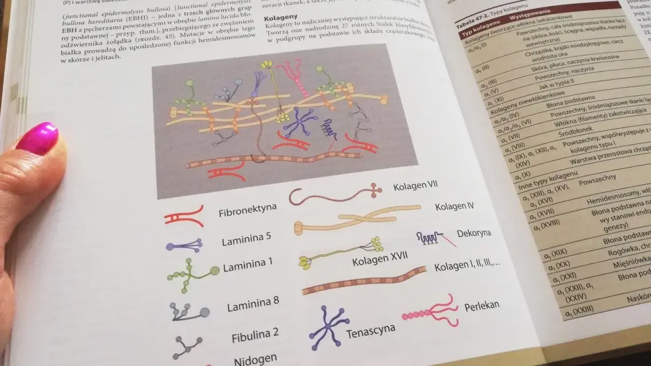 Ilustracja przedstawia schemat budowy macierzy zewnątrzkomórkowej z różnymi białkami, m.in. kolagenem.