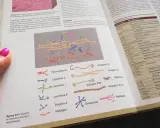 Ilustracja przedstawia schemat budowy macierzy zewnątrzkomórkowej z różnymi białkami, m.in. kolagenem.