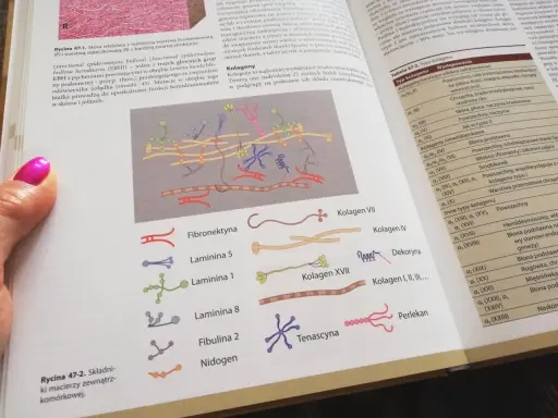 Ilustracja przedstawia schemat budowy macierzy zewnątrzkomórkowej z różnymi białkami, m.in. kolagenem.
