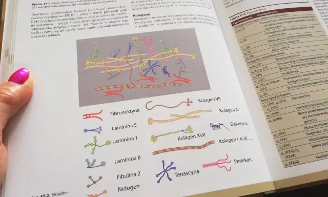 Ilustracja przedstawia schemat budowy macierzy zewnątrzkomórkowej z różnymi białkami, m.in. kolagenem.
