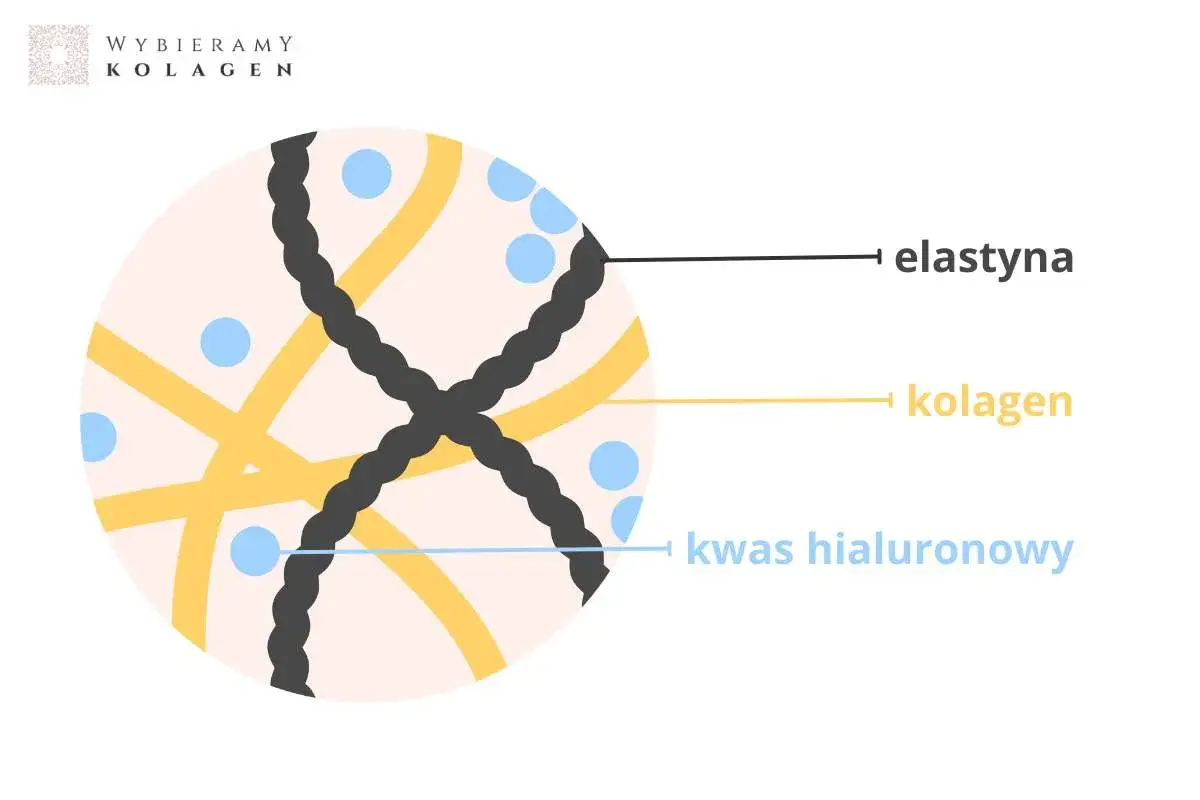 Schemat tkanki łącznej: sprężyste włókna elastyny, kolagen i kwas hialuronowy.
